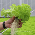 Polycarbonate Sheet Agricultural Lettuce Greenhouses